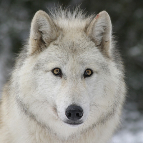 Parc Les Loups du Gévaudan